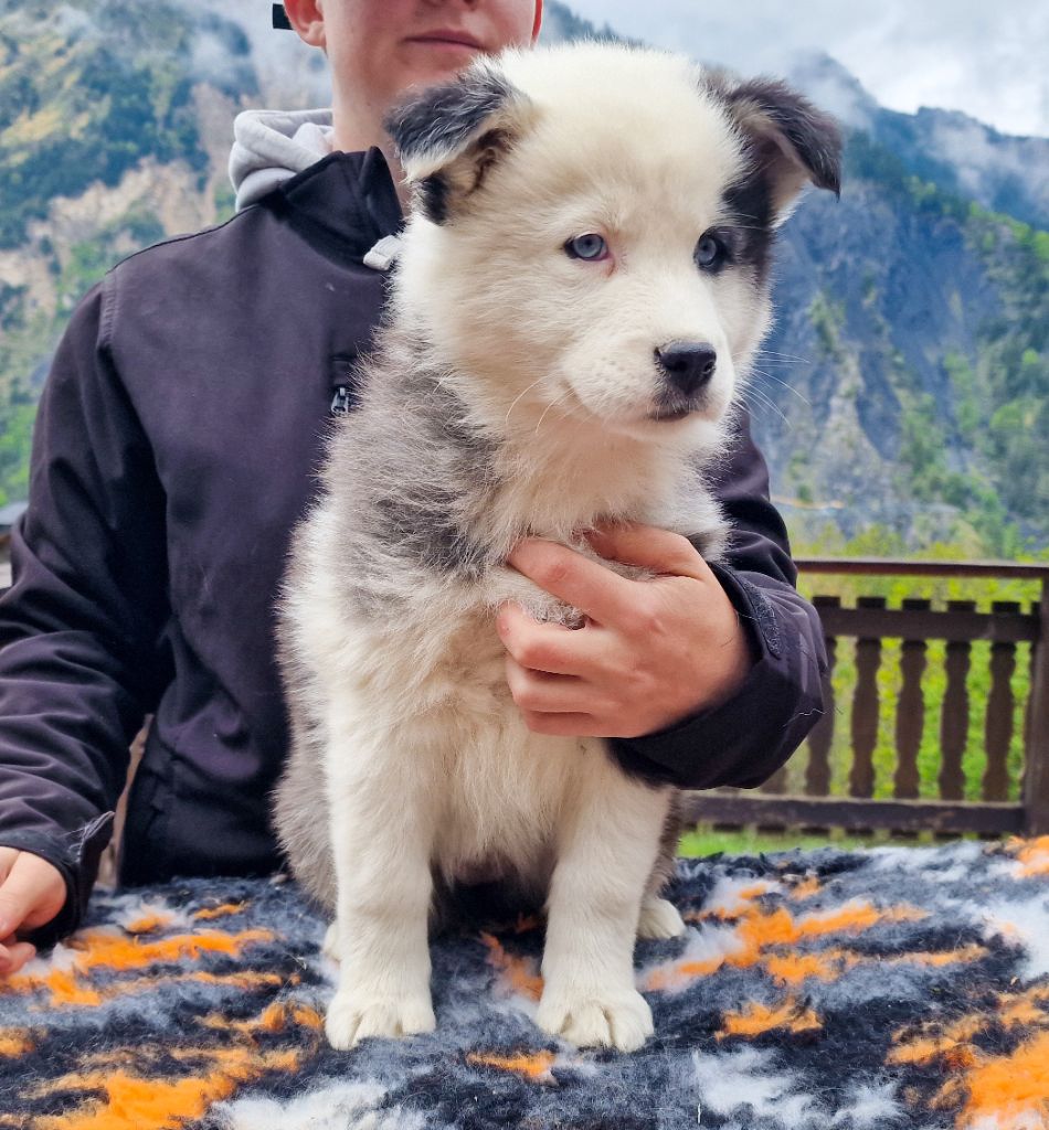 Des Sentinelles Des Cimes - Chiots disponibles - Laika de iakoutie