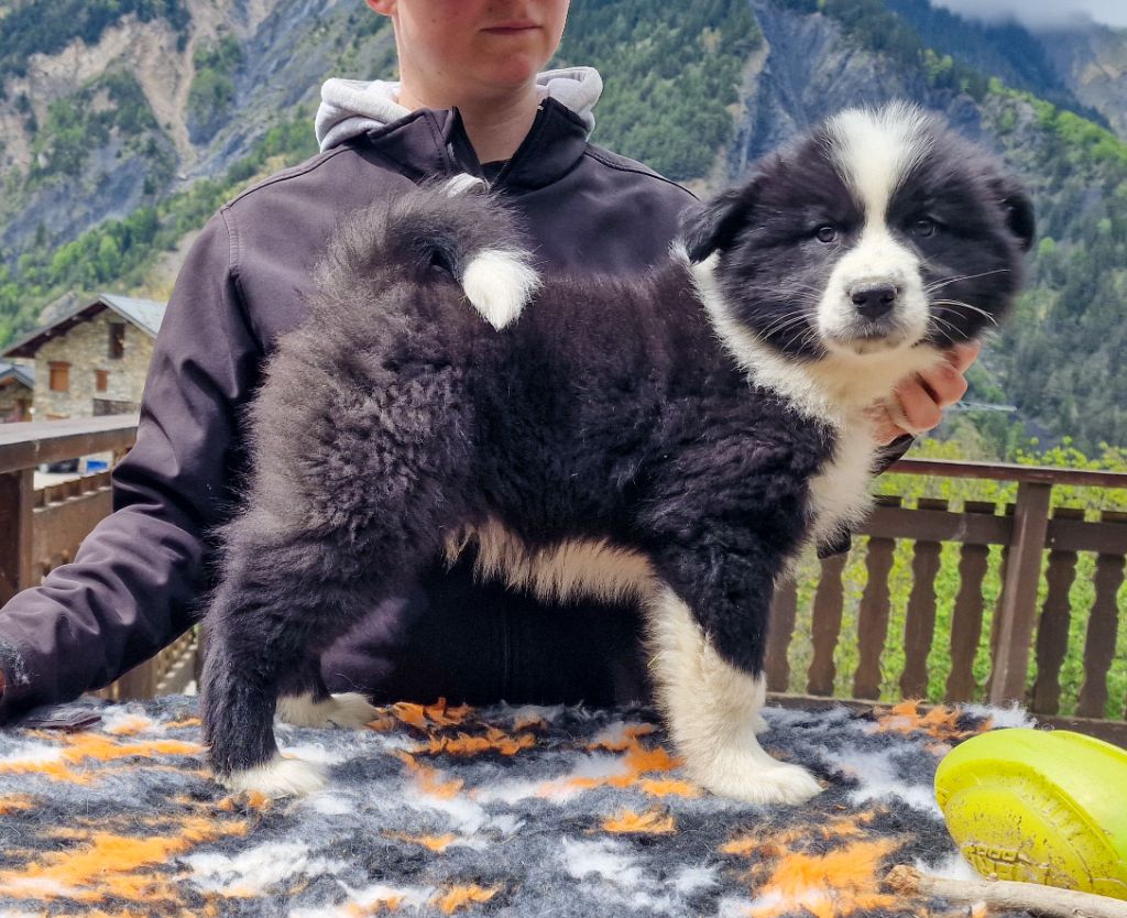 Des Sentinelles Des Cimes - Chiots disponibles - Laika de iakoutie