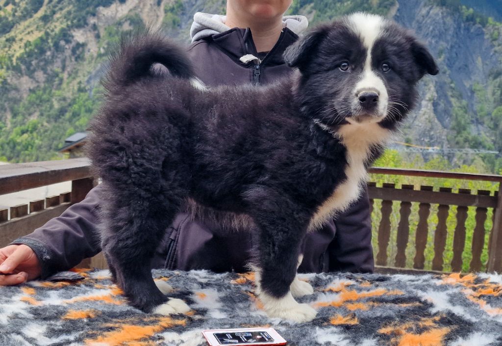 Des Sentinelles Des Cimes - Chiots disponibles - Laika de iakoutie