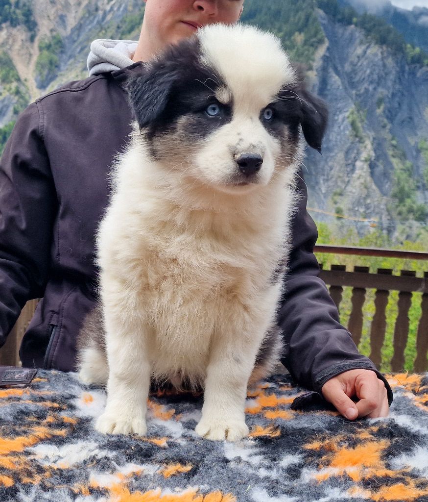 Des Sentinelles Des Cimes - Chiots disponibles - Laika de iakoutie