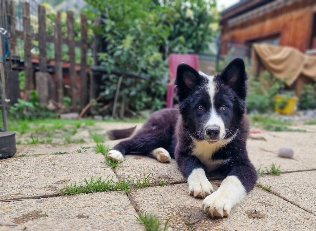 Des Sentinelles Des Cimes - Chiots disponibles - Laika de iakoutie